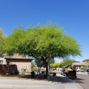 Arborzona Tree Service
