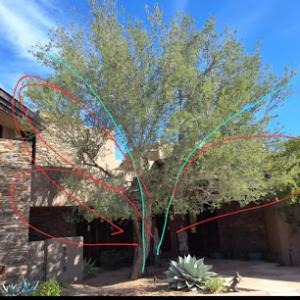 Trees Of Heaven Tree Service & Junk Removal