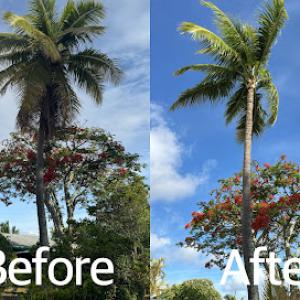 Gilbert's Yard & Tree Trimming