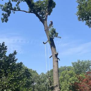Metroplex Tree Service