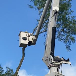 SDS Tree & Stump Removal