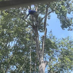 West Tree Services