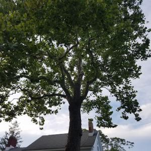 Syma Tree Service