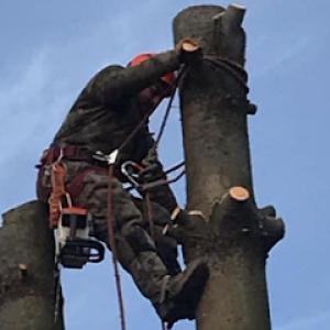 JL Tree Care Professionals