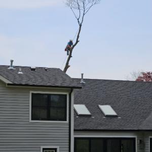 Absolute Tree Service