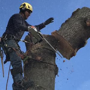 Reyes Tree Service