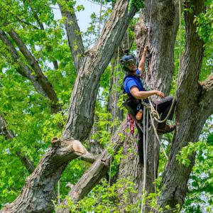 Skyview Tree Care