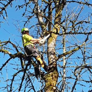 Roots to Branches Tree Care