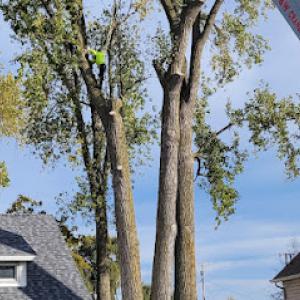 Shoup Tree Services