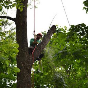 Allen Benjamin Tree Care