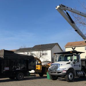 Tree Patrol Tree Service