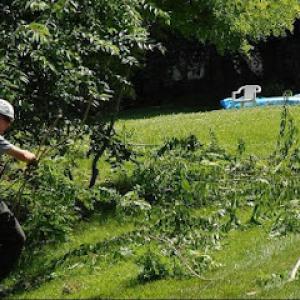 Danny DP Corp Tree Service