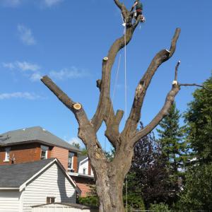 Backyard Stump & Tree Service