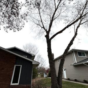 Dwayne's Green Trees