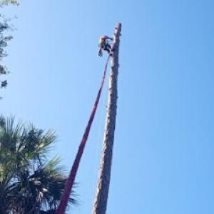 Monster Tree Service of Hilton Head