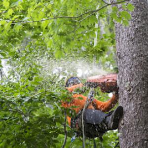 Affordable Tree Service Beaufort