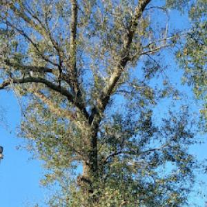 J&G multi services & tree care