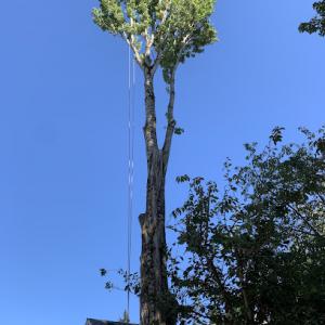 TRG Tree Service