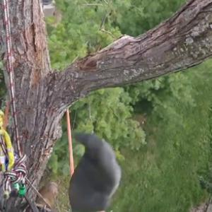 Tree Service Akron Ohio