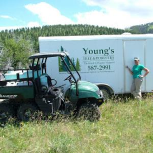 Young's Tree & Forestry