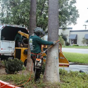 Gutierrez & Sons Tree Services & Landscaping