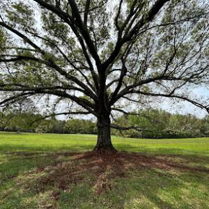 Gray's Tree Services