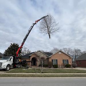 Roots Tree, Stump, & Land