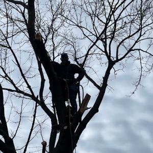 Tree Guys With a Shovel