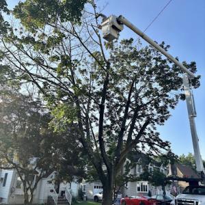 Big Oak Tree Service