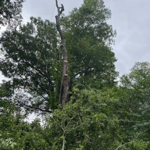 JM Ezzy Tree Service