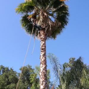 Jaime's tree service