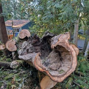 I've Got A Guy Tree Service