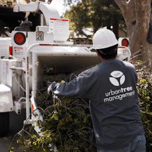 Urban Tree Management