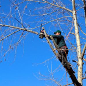 Tip Top Tree Service