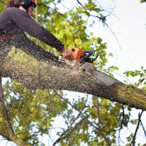 Crash's tree surgeons