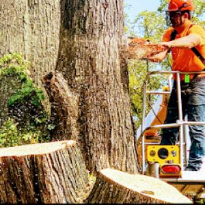 Ramiro's Tree Service