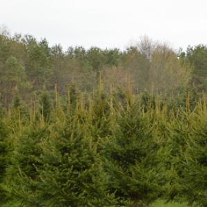 Pines On Paddock Tree Nursery & Transplant Service