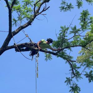 Green Holly Arborists