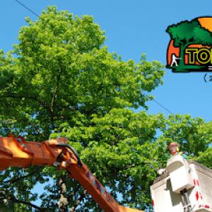 Tom's Tree Service Plus