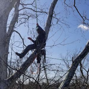 Taylor Expert Arborists - Tree Trimming & Tree Removal Services