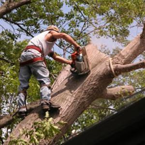 Tree's Tree Service