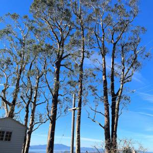 The Tree Solution Corporation