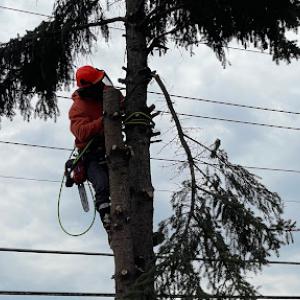 Johnny’s Tree Service