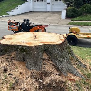 DK Stump Grinding