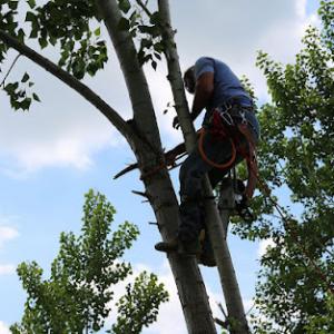 Dave Inc. Tree Services