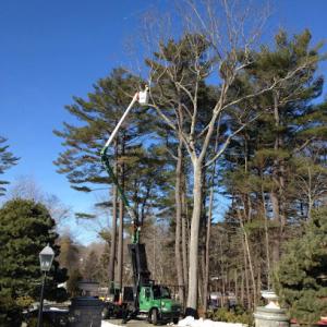 Cicoria Tree & Crane Service
