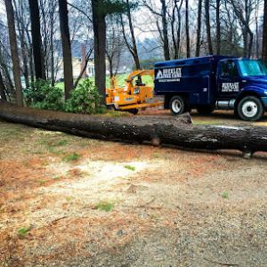 Buckley Tree Care