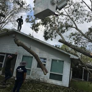 Coastal Scapes LLC. - Tree Services