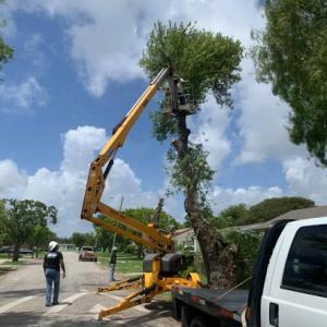 Affordable Gulfport Tree Service