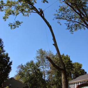 Basic Tree Care | Columbus Tree Removal